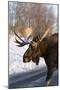 Moose-null-Mounted Photographic Print