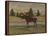 Moose-Robin Betterley-Stretched Canvas