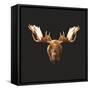 Moose-Lora Kroll-Framed Stretched Canvas