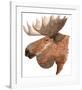 Moose-Jeannine Saylor-Framed Art Print