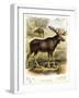 Moose-null-Framed Giclee Print