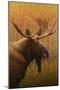 Moose-James W. Johnson-Mounted Premium Giclee Print