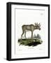 Moose-null-Framed Giclee Print