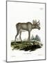 Moose-null-Mounted Giclee Print