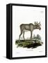 Moose-null-Framed Stretched Canvas