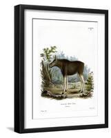 Moose-null-Framed Giclee Print