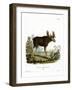 Moose-null-Framed Giclee Print