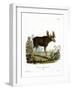 Moose-null-Framed Giclee Print