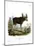 Moose-null-Mounted Giclee Print