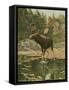 Moose-Oliver Kemp-Framed Stretched Canvas