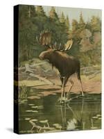 Moose-Oliver Kemp-Stretched Canvas