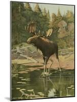 Moose-Oliver Kemp-Mounted Art Print