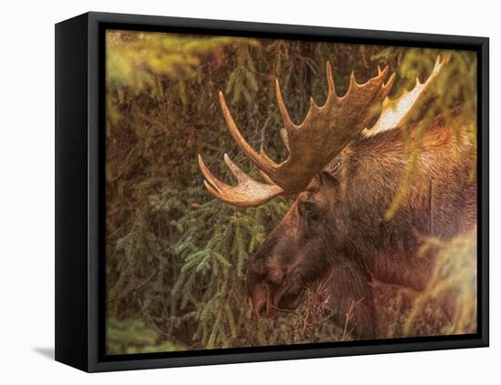 Moose-Dan Sproul-Framed Stretched Canvas