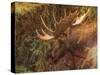 Moose-Dan Sproul-Stretched Canvas