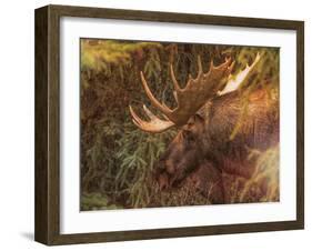 Moose-Dan Sproul-Framed Photo