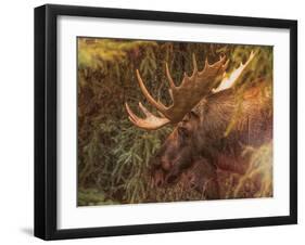 Moose-Dan Sproul-Framed Photo