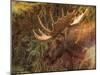 Moose-Dan Sproul-Mounted Photo