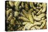 Mopane Emperor Moth Caterpillars-null-Stretched Canvas