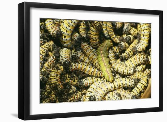 Mopane Emperor Moth Caterpillars-null-Framed Photographic Print