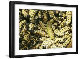 Mopane Emperor Moth Caterpillars-null-Framed Photographic Print