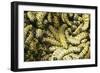 Mopane Emperor Moth Caterpillars-null-Framed Photographic Print