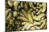 Mopane Emperor Moth Caterpillars-null-Mounted Photographic Print