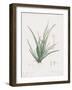 Moraea Iridioides-Pierre Joseph Redoute-Framed Giclee Print