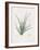 Moraea Iridioides-Pierre Joseph Redoute-Framed Giclee Print