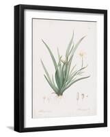 Moraea Iridioides-Pierre Joseph Redoute-Framed Giclee Print