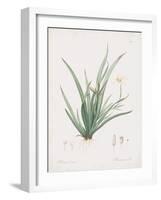 Moraea Iridioides-Pierre Joseph Redoute-Framed Giclee Print