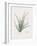 Moraea Iridioides-Pierre Joseph Redoute-Framed Giclee Print