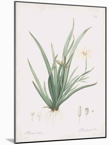 Moraea Iridioides-Pierre Joseph Redoute-Mounted Giclee Print