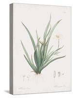 Moraea Iridioides-Pierre Joseph Redoute-Stretched Canvas