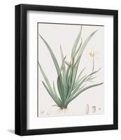 Moraea Iridioides-Pierre Joseph Redoute-Framed Giclee Print