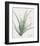 Moraea Iridioides-Pierre Joseph Redoute-Framed Giclee Print