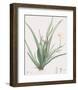 Moraea Iridioides-Pierre Joseph Redoute-Framed Giclee Print