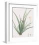 Moraea Iridioides-Pierre Joseph Redoute-Framed Giclee Print