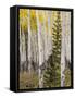 Moraine Park, Rocky Mountain National Park, Colorado, USA-Jamie & Judy Wild-Framed Stretched Canvas