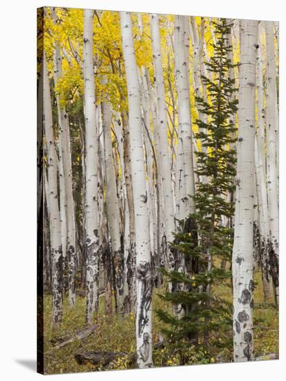 Moraine Park, Rocky Mountain National Park, Colorado, USA-Jamie & Judy Wild-Stretched Canvas