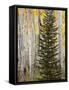 Moraine Park, Rocky Mountain National Park, Colorado, USA-Jamie & Judy Wild-Framed Stretched Canvas