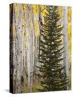 Moraine Park, Rocky Mountain National Park, Colorado, USA-Jamie & Judy Wild-Stretched Canvas