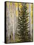 Moraine Park, Rocky Mountain National Park, Colorado, USA-Jamie & Judy Wild-Framed Stretched Canvas