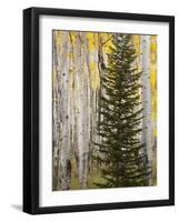 Moraine Park, Rocky Mountain National Park, Colorado, USA-Jamie & Judy Wild-Framed Photographic Print