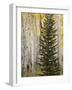 Moraine Park, Rocky Mountain National Park, Colorado, USA-Jamie & Judy Wild-Framed Photographic Print