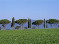 Houses in a Misty Landscape Near Pienza, Siena Province, Tuscany, Italy, Europe-Morandi Bruno-Photographic Print