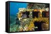 Moray Eel (Muraena Helena) Looking Out of a Hole in the Artificial Reef, Monaco, Mediterranean Sea-Banfi-Framed Stretched Canvas