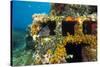 Moray Eel (Muraena Helena) Looking Out of a Hole in the Artificial Reef, Monaco, Mediterranean Sea-Banfi-Stretched Canvas