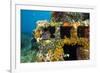 Moray Eel (Muraena Helena) Looking Out of a Hole in the Artificial Reef, Monaco, Mediterranean Sea-Banfi-Framed Photographic Print