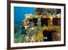 Moray Eel (Muraena Helena) Looking Out of a Hole in the Artificial Reef, Monaco, Mediterranean Sea-Banfi-Framed Photographic Print