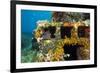 Moray Eel (Muraena Helena) Looking Out of a Hole in the Artificial Reef, Monaco, Mediterranean Sea-Banfi-Framed Photographic Print